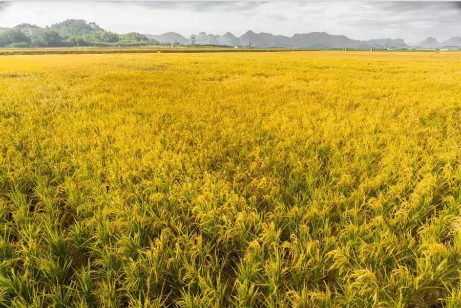 中国·88858cc永利(股份)官方网站